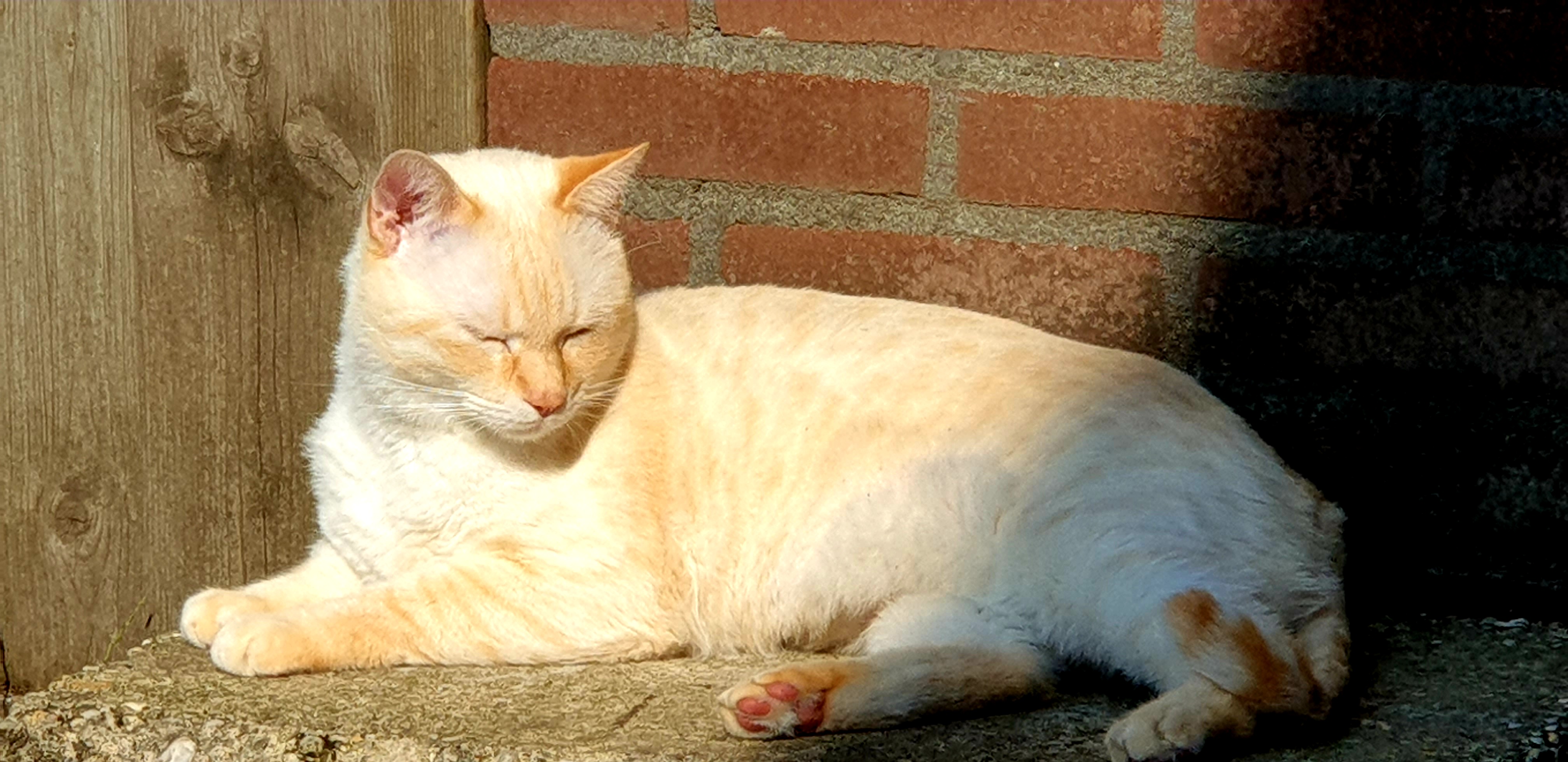 White cat